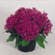Пентас New Look®: Violet