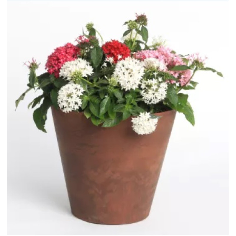 Пентас HoneyCluster Mix 250 шт, Syngenta