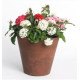 Пентас HoneyCluster Mix 250 шт, Syngenta