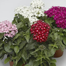Пентас HoneyCluster Mix 10 шт, Syngenta