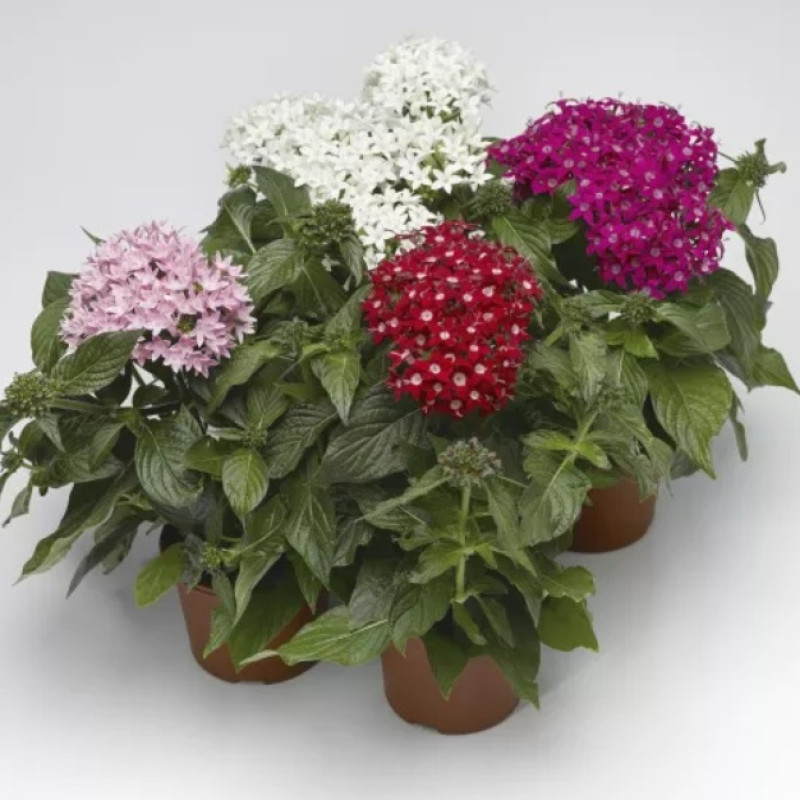 Пентас HoneyCluster Mix 250 шт, Syngenta