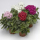 Пентас HoneyCluster Mix 250 шт, Syngenta