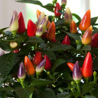 Перец декоративный Acapulco (h 15 см) Multicolor