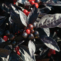 Перец декоративный Black Pearl (h 35-45 cm)