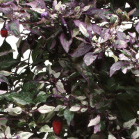 Перец декоративный Calico F1 (h 25-30 cm)