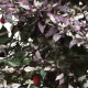 Перец декоративный Calico F1 (h 25-30 cm)