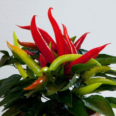 Перец декоративный Cupala Red (h 12cm)