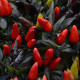 Перец декоративный Midnight  Fire (h 23-30 cm)