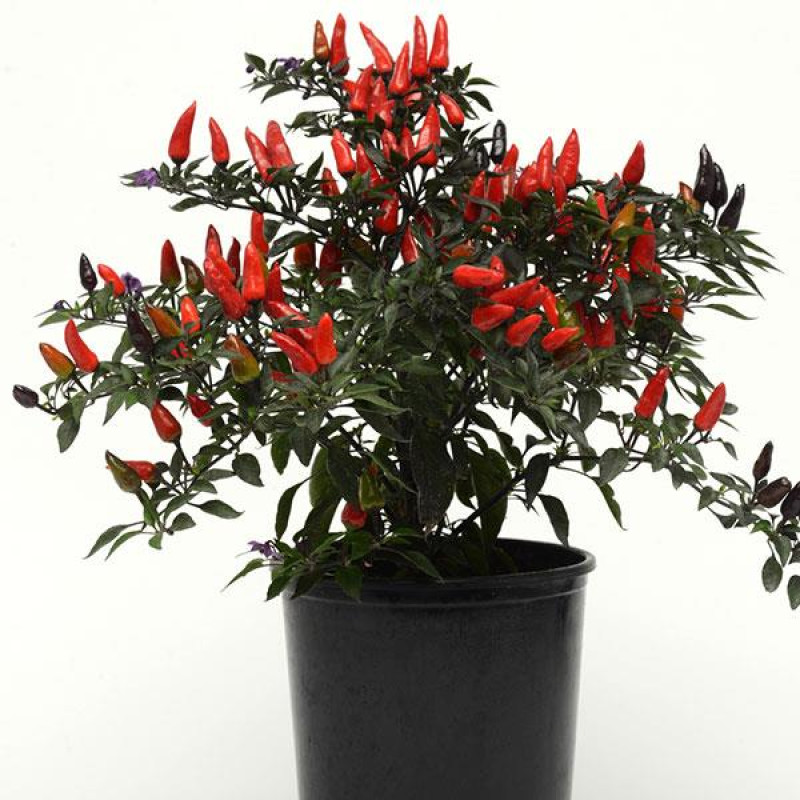 Перец декоративный Midnight  Fire (h 23-30 cm)