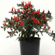 Перец декоративный Midnight  Fire (h 23-30 cm)