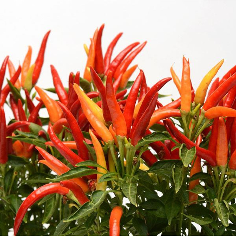 Перец декоративный Chilly Chili (h 23-25 cm)