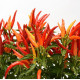 Перец декоративный Chilly Chili (h 23-25 cm)
