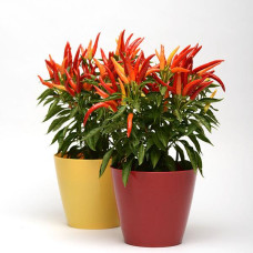 Перец декоративный Chilly Chili (h 23-25 cm)