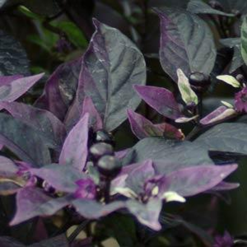 Перец декоративный Purple Flash (h 33-38 cm)