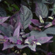 Перец декоративный Purple Flash (h 33-38 cm)