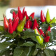 Перец декоративный Salsa XP Red