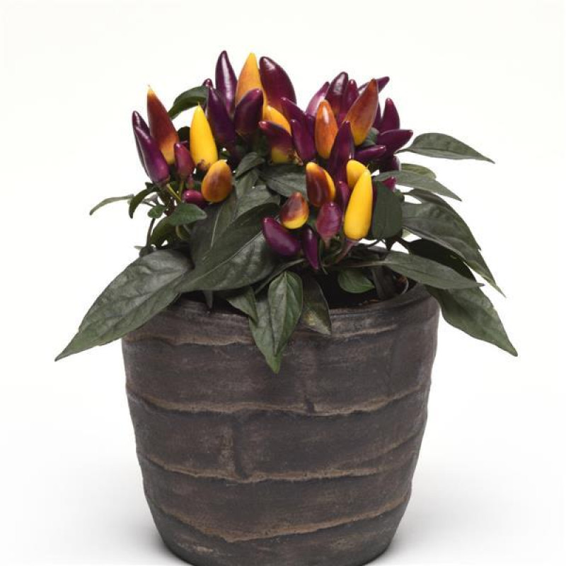 Перец декоративный Salsa (h 10cm) Purple Yellow