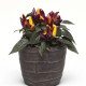 Перец декоративный Salsa (h 10cm) Purple Yellow