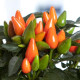 Перец декоративный Salsa XP Dark Orange