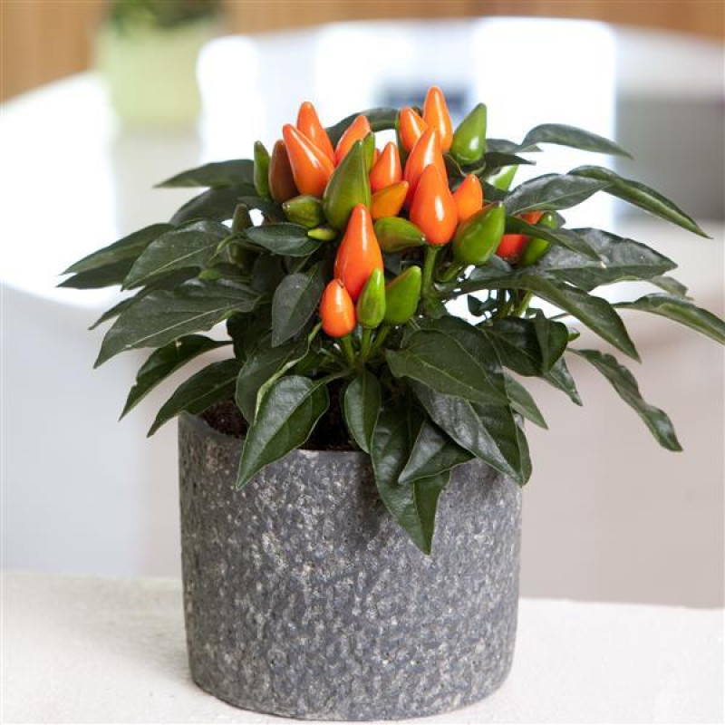 Перец декоративный Salsa XP Dark Orange