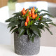 Перец декоративный Salsa XP Dark Orange