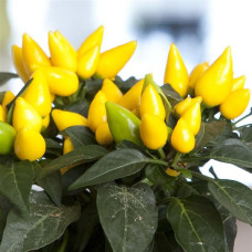 Перец декоративный Salsa XP Yellow