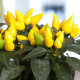 Перец декоративный Salsa XP Yellow