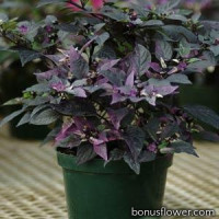 Перец декоративный Purple Flash (h 33-38 cm)