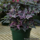 Перец декоративный Purple Flash (h 33-38 cm)
