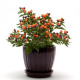 Перец декоративный Hot Pops (h 10-13cm) Purple