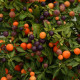 Перец декоративный Hot Pops (h 10-13cm) Purple