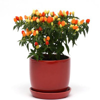 Перец декоративный Hot Pops (h 10-13cm) Yellow