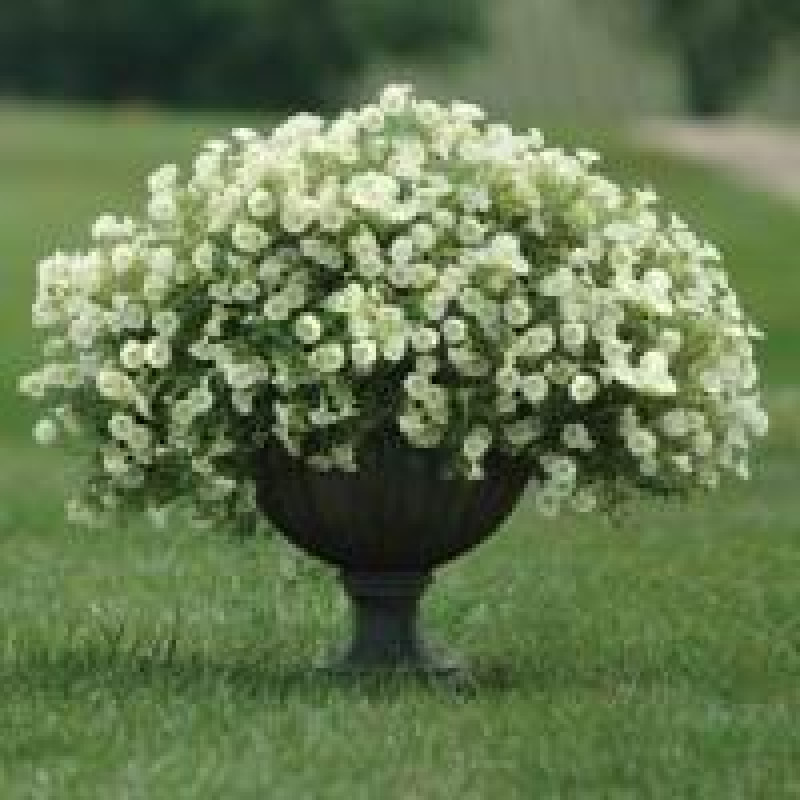 Петуния ампельная  BABY DUCK F1 YELLOW, Petunia pendula