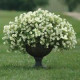 Петуния ампельная  BABY DUCK F1 YELLOW, Petunia pendula