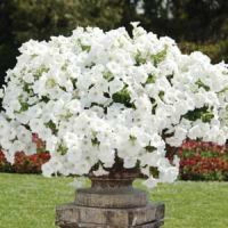 Петунія ампельна EASY WAVE® F1 White, 100 шт, PanAmerican