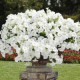 Петунія ампельна EASY WAVE® F1 White, 100 шт, PanAmerican