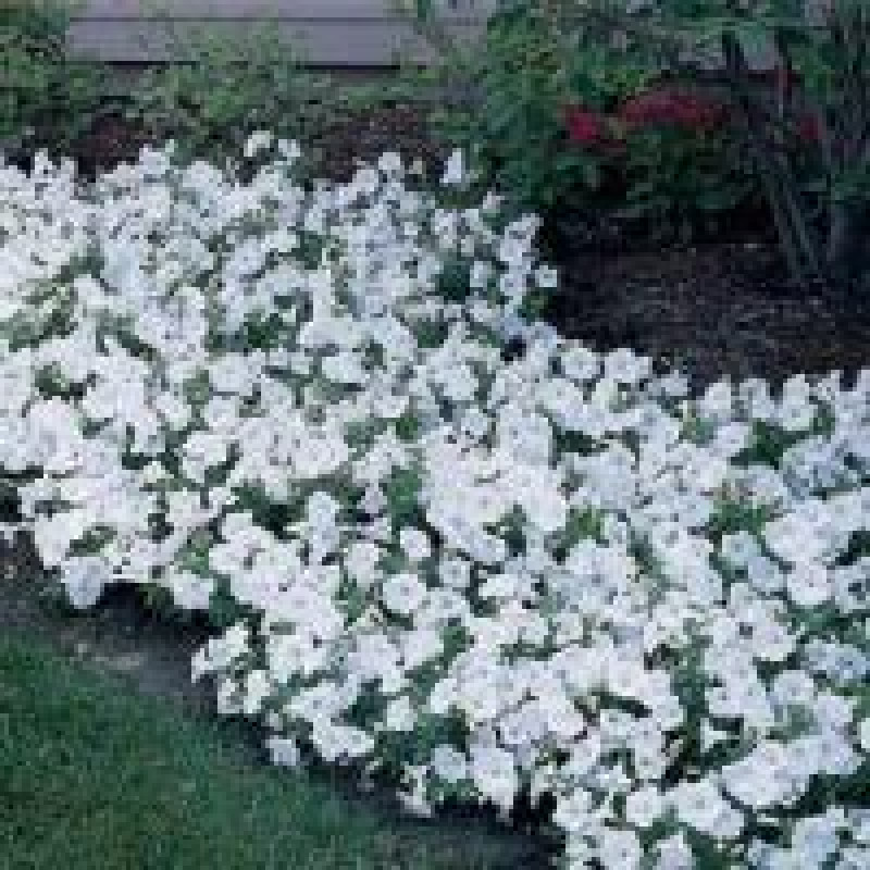 Петунія ампельна EASY WAVE® F1 White, 100 шт, PanAmerican