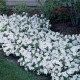 Петунія ампельна EASY WAVE® F1 White, 100 шт, PanAmerican