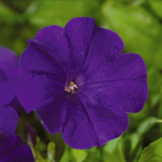 Петунія ампельна Explorer: Blue, 5 шт, Sakata
