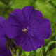 Петунія ампельна Explorer: Blue, 5 шт, Sakata