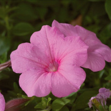 Петунія ампельна  Explorer: Pink, 5 шт, Sakata