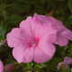Петунія ампельна  Explorer: Pink, 25 шт, Sakata