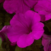 Петунія ампельна Explorer: Purple, 5 шт, Sakata