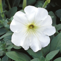 Петунія ампельна Explorer: Clear White, 5 шт, Sakata