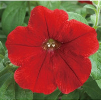 Петунія ампельна Opera Supreme F1 Red, 5 шт, Takii seed