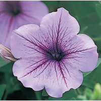 Петунія ампельна Opera Supreme F1 Lilac Ice, 5 шт, Takii seed