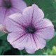 Петунія ампельна Opera Supreme F1 Lilac Ice, 5 шт, Takii seed