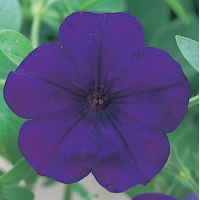 Петунія ампельна Opera Supreme F1 Blue, 5 шт, Takii seed