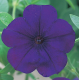 Петунія ампельна Opera Supreme F1 Blue, 1000 шт, Takii seed