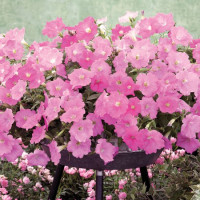 Петунія ампельна Opera Supreme F1 Pink, 5 шт, Takii seed